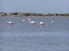 camargue plameňáci